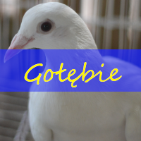 Gołębie na wesele